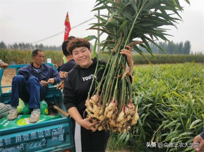 今日安丘大姜最新價格，市場走勢深度解析