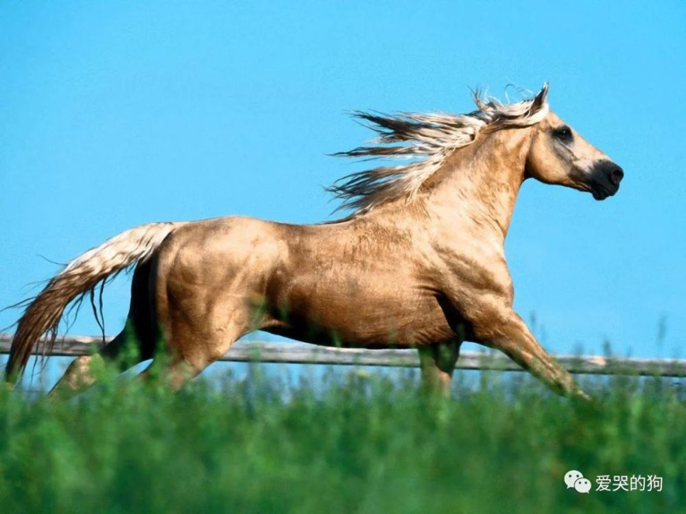 探索未知，今晚澳門特馬開什么與神秘的四不像