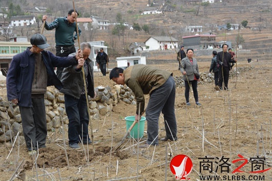 山陽縣楊地鎮最新消息概覽