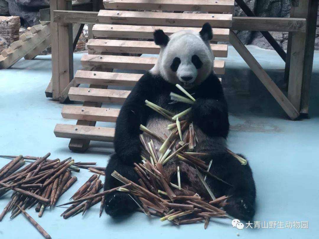 長春野生動物園最新消息