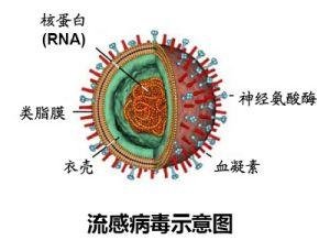 河南地區關于H7N9的最新消息，深度分析與展望（2017年）